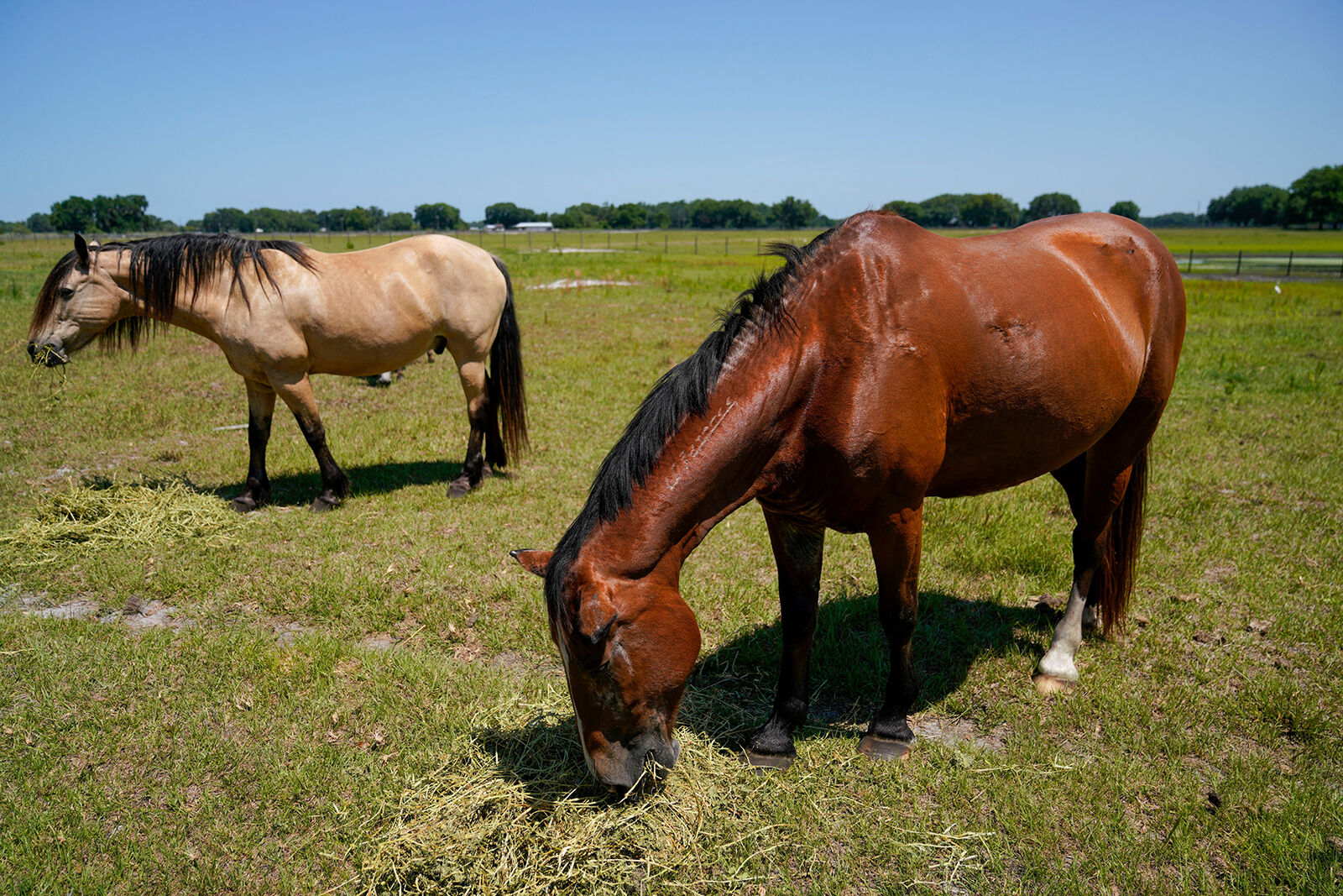 Two horses in the field